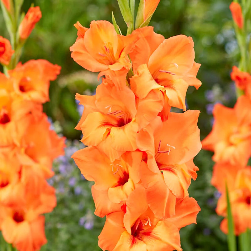 Heirloom Non-GMO Gladiolus Flower Seeds for Planting – Tall Vibrant Blooms for Cutting Gardens - Non-GMO for planting in home garden